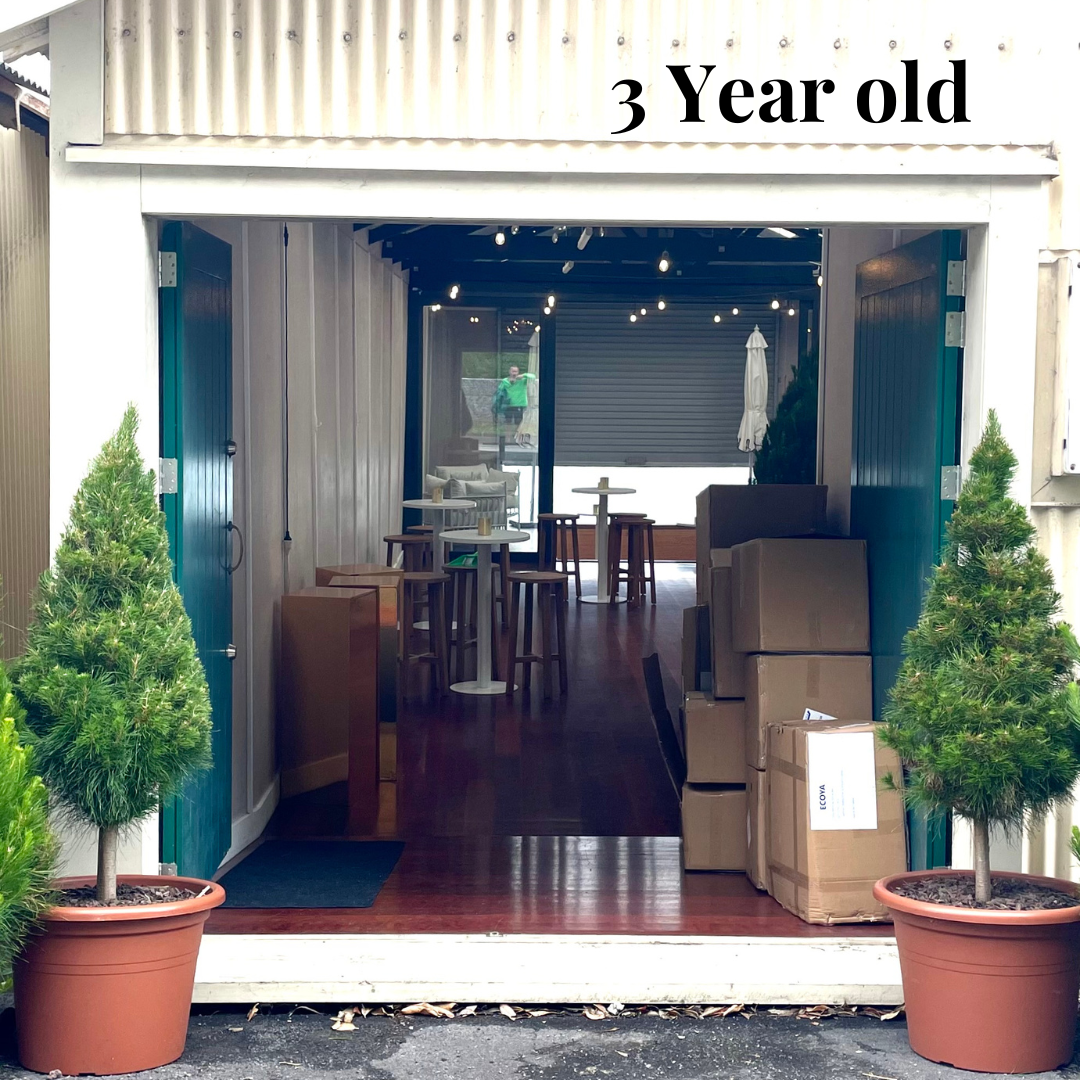 Potted Living Christmas Tree delivery Auckland wide