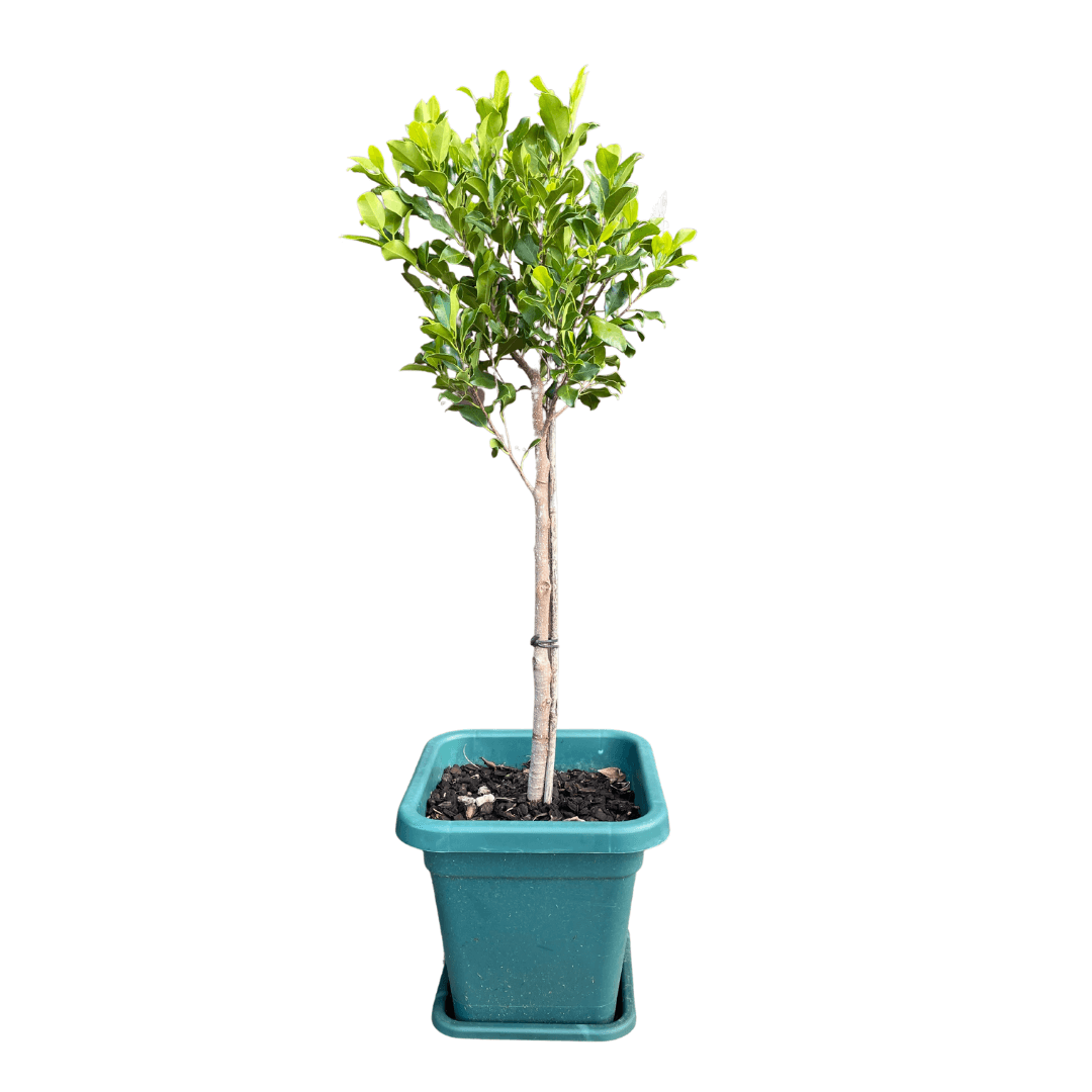 Ficus Tuffi Standards