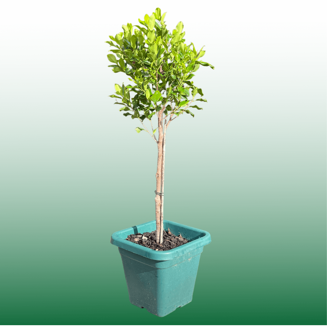 Ficus Tuffi Standards