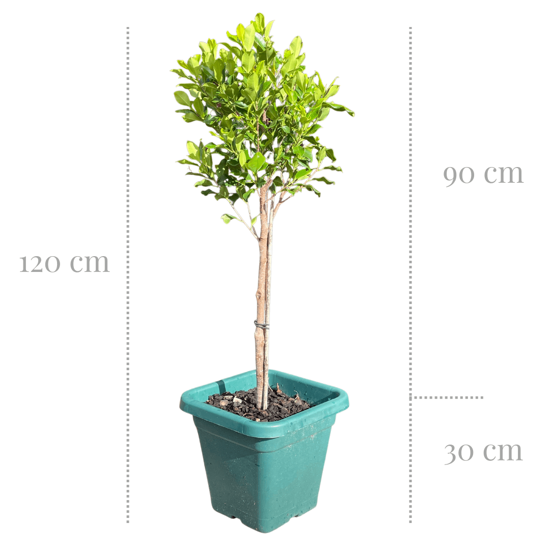 Ficus Tuffi Standards