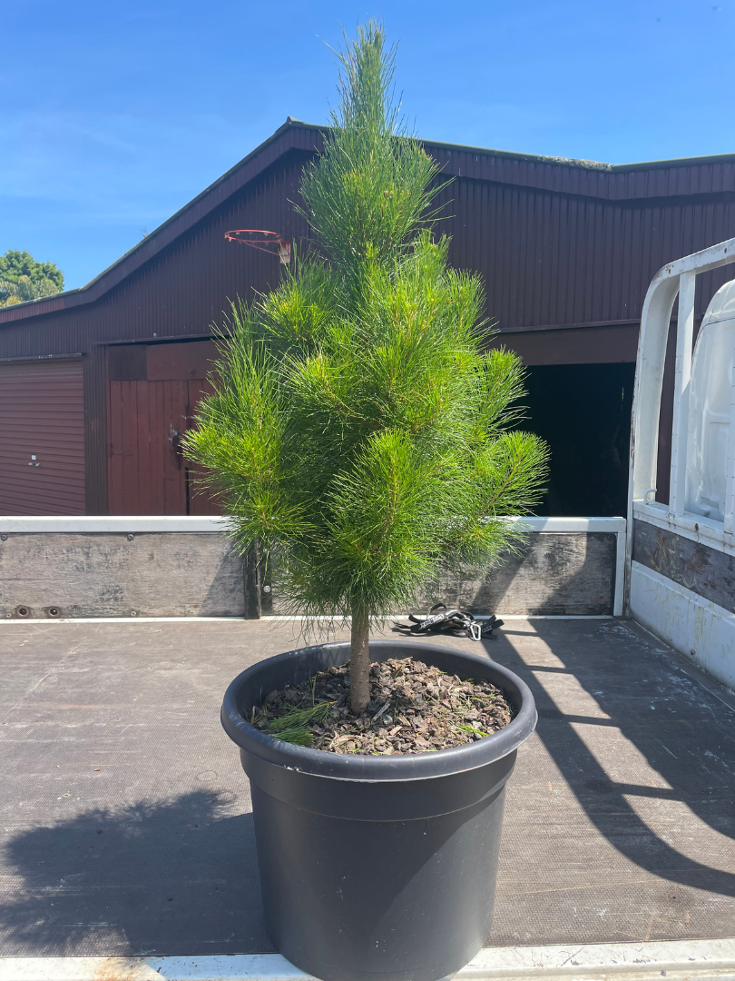 Potted Living Christmas Tree delivery Auckland wide