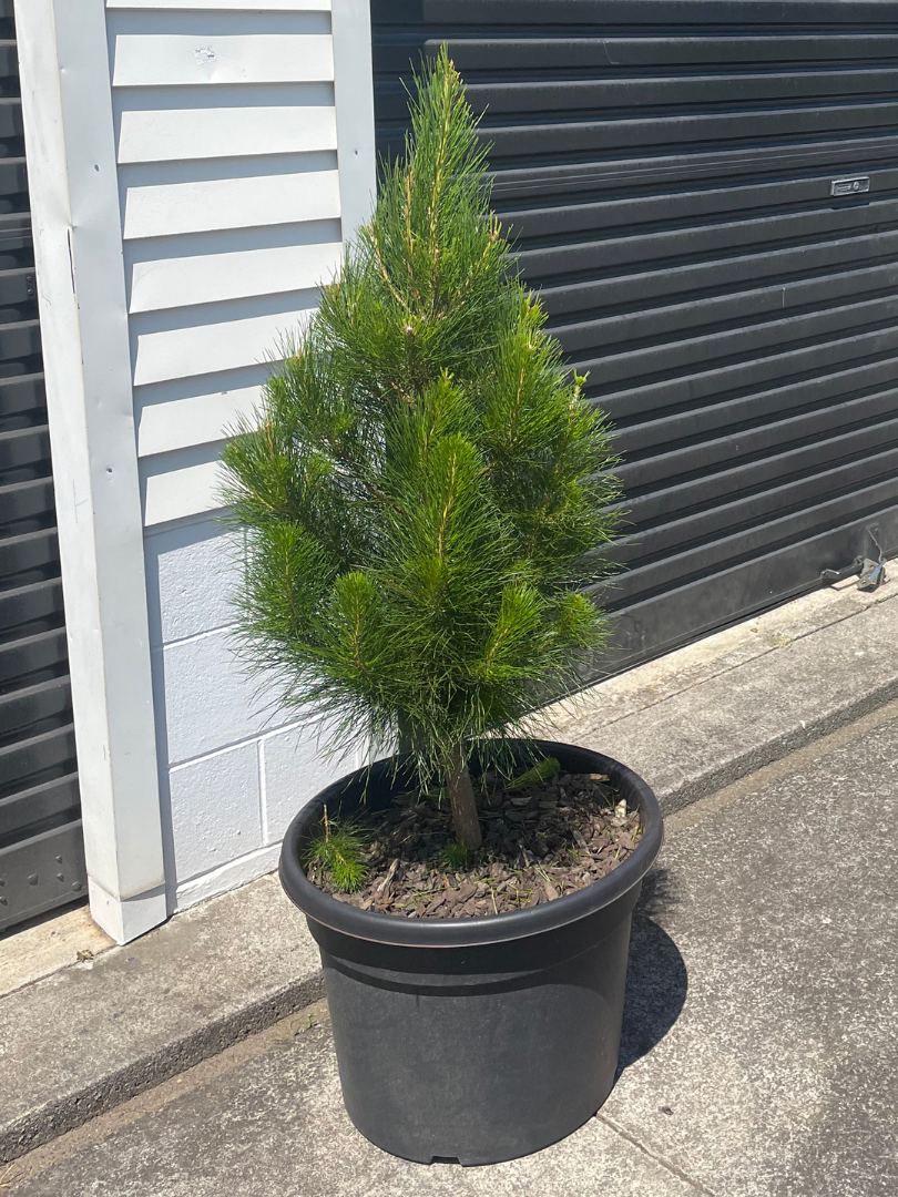 Potted Living Christmas Tree delivery Auckland wide