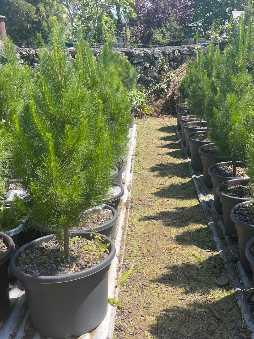 Potted Living Christmas Tree delivery Auckland wide