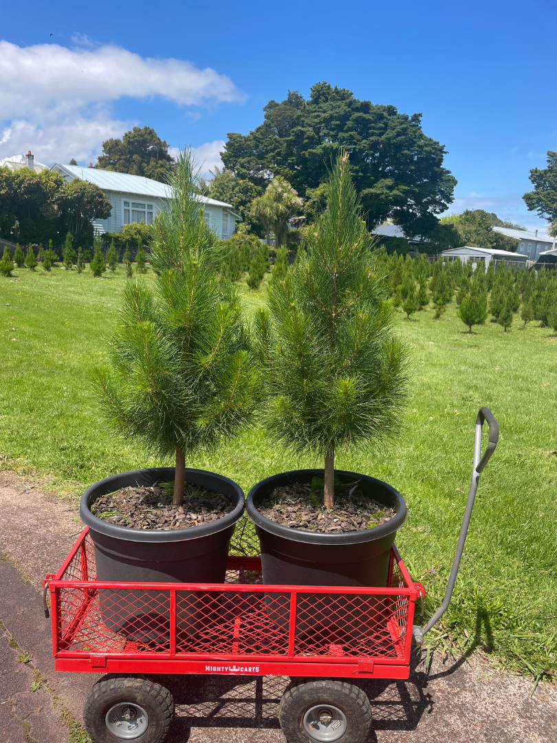 Potted Living Christmas Tree delivery Auckland wide