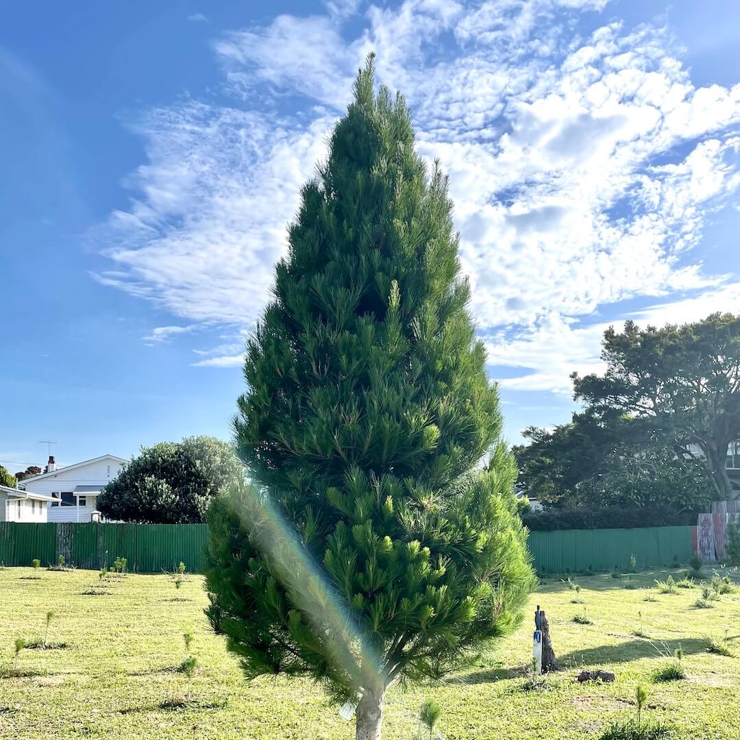 Misa Christmas Tree Farm Aucklandest Christmas Trees Misa Christmas