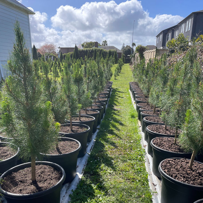 Potted Living Christmas Tree delivery Auckland wide – Misa Christmas Trees