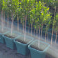 Ficus Tuffi Standards